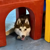 Husky-Playground